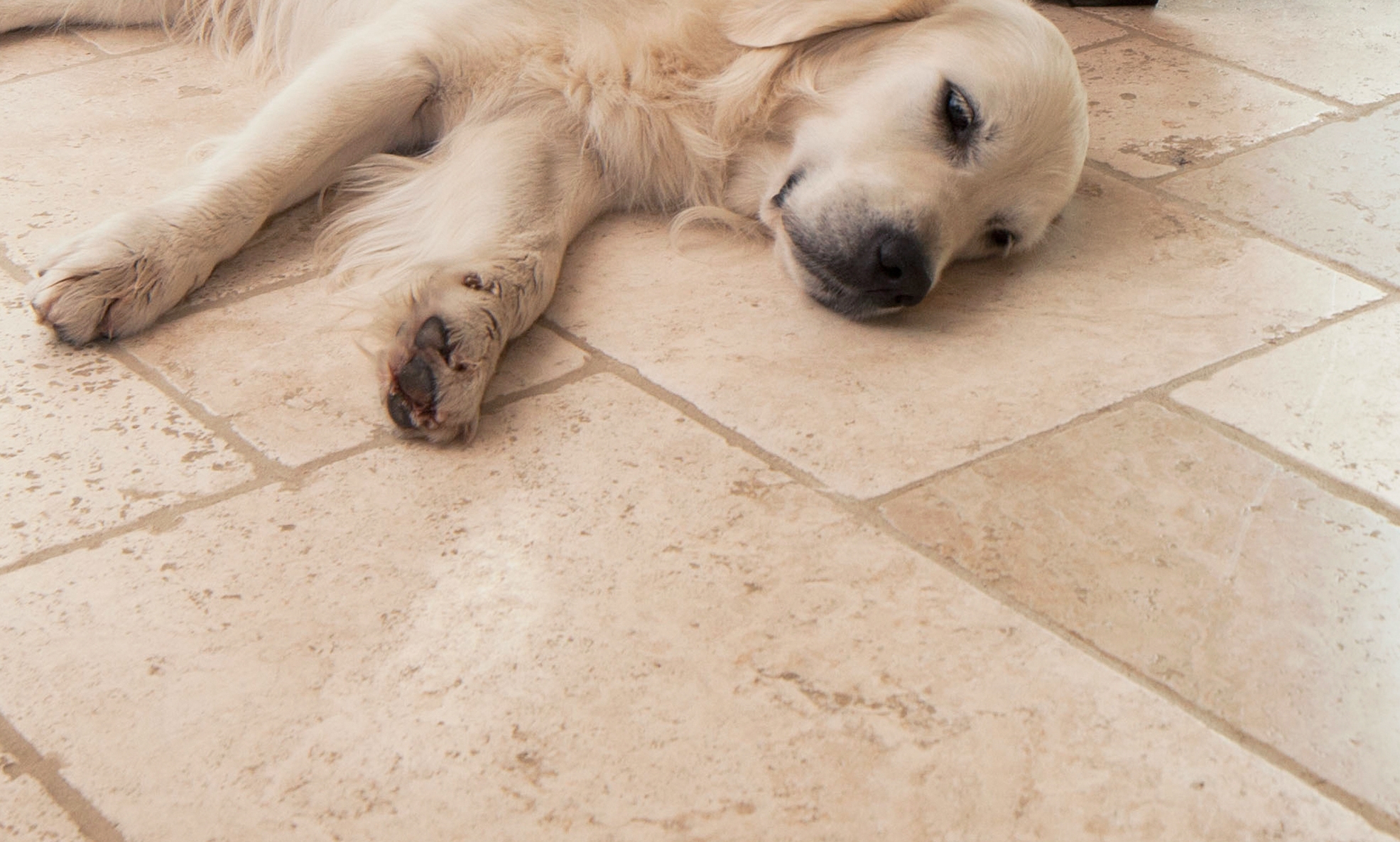 Un cane giace su un pavimento di travertino chiaro