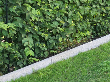 Cordoli per prato in granito Silver Classico smussato con prato