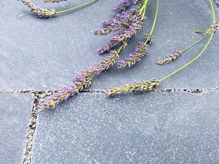 Piastrella per terrazza Lime Black Close Lavender texture 3
