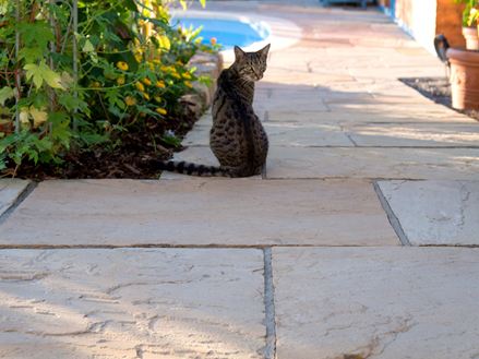 Gatto seduto all'ombra su lastre di arenaria di Yellow Mint