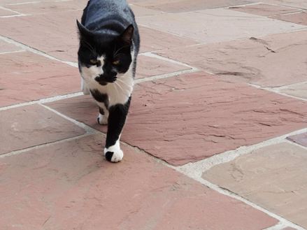 Il gatto cammina su lastre di arenaria rossa