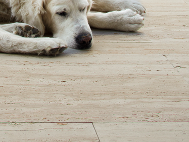 Lastre per terrazze Travertino Natura dog close Galleria 1