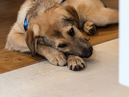 Cane in legno Cleopatra Light