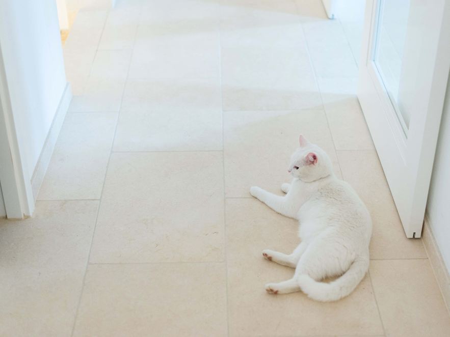 Gatto sdraiato su piastrelle di calcare