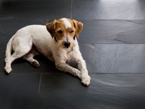 Cane sdraiato su piastrelle di ardesia Black Rustic