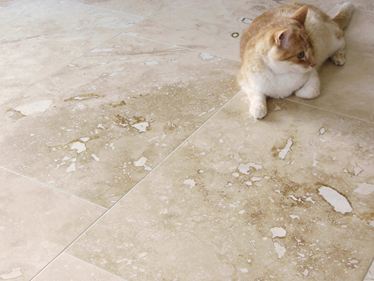 Foto cliente: Piastrelle in Onyx con gatto