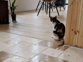 Travertino_pavimento_rustico_parquet_gatto
