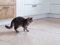 Gatto in una cucina moderna su piastrelle di travertino in beige chiaro