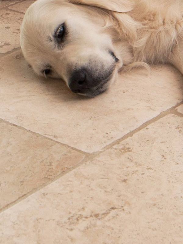 Il cane giace rilassato su piastrelle di travertino chiare
