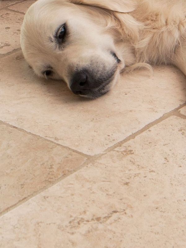 Il cane giace rilassato su piastrelle di travertino chiare