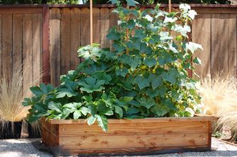 Piante in una grande cassetta di legno davanti a una staccionata di legno