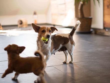 Due cani che giocano su piastrelle di ardesia scura Mustang