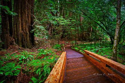 Immagine del sentiero forestale