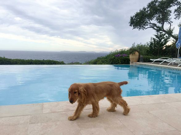 Il cane passa sulle lastre di travertino posate a bordo piscina