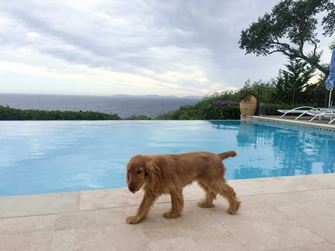 Il cane passa sulle lastre di travertino posate a bordo piscina