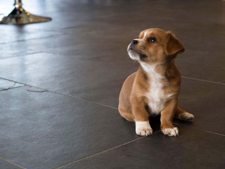 Cucciolo su Mustang in ardesia