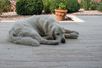 cane sdraiato su travertino Natura