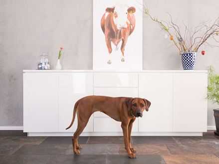 Cane su piastrella in ardesia Peacock Multicolor davanti a cassettiera bianca