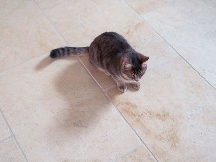 Gatto sdraiato su Piastrelle di Travertino Light