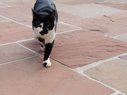 lastra di arenaria Modak con gatto