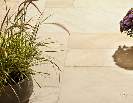 Una pianta su lastre di arenaria Yellow Mint al sole