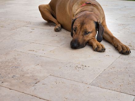 Cane sdraiato su una terrazza di travertino e rilassato