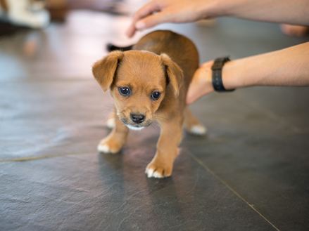 Un pavimento che piace anche ai cuccioli più piccoli: il pavimento in ardesia offre loro qualcosa su cui correre!