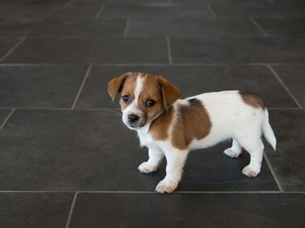Cane su piastrelle di ardesia Mustang